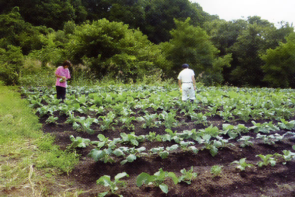 活動写真「無農薬キャベツ、モンシロ蝶も…」